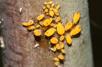 Milkweed aphids